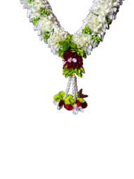 Royal Parrot Green Photo Haar - Image 2